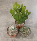 6" Cactus Assortment 